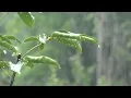 Download Lagu Relaxare Fără sunet ploaie Thunder și un pic de dormit Ideal intens 8 ore,somn dulce