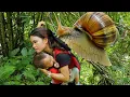 Download Lagu Harvesting Snails to Sell at the Market - Cooking Rice for My Son | Trieu Thi Thuy