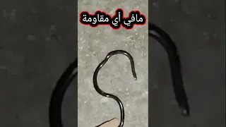 افتكرته بيخدعنى أنه ميت بس مات فجأة 