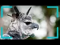 Beautiful But Deadly The Story of the Elusive Harpy Eagle Trailer