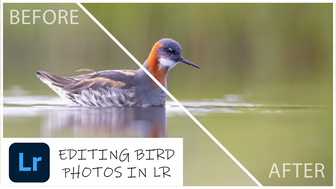 How do I Edit my photos? || Editing bird photographs in Adobe Lightroom