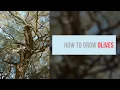 Olea europaea Growing Guide Common Olive by Gardeners