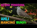 Download Lagu Perkutut BETINA memanggil jantan dari alam bebas berani PUTAR nyaut
