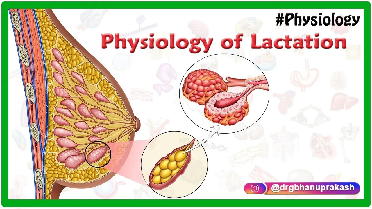 Outline Video Physiology of Lactation Animation