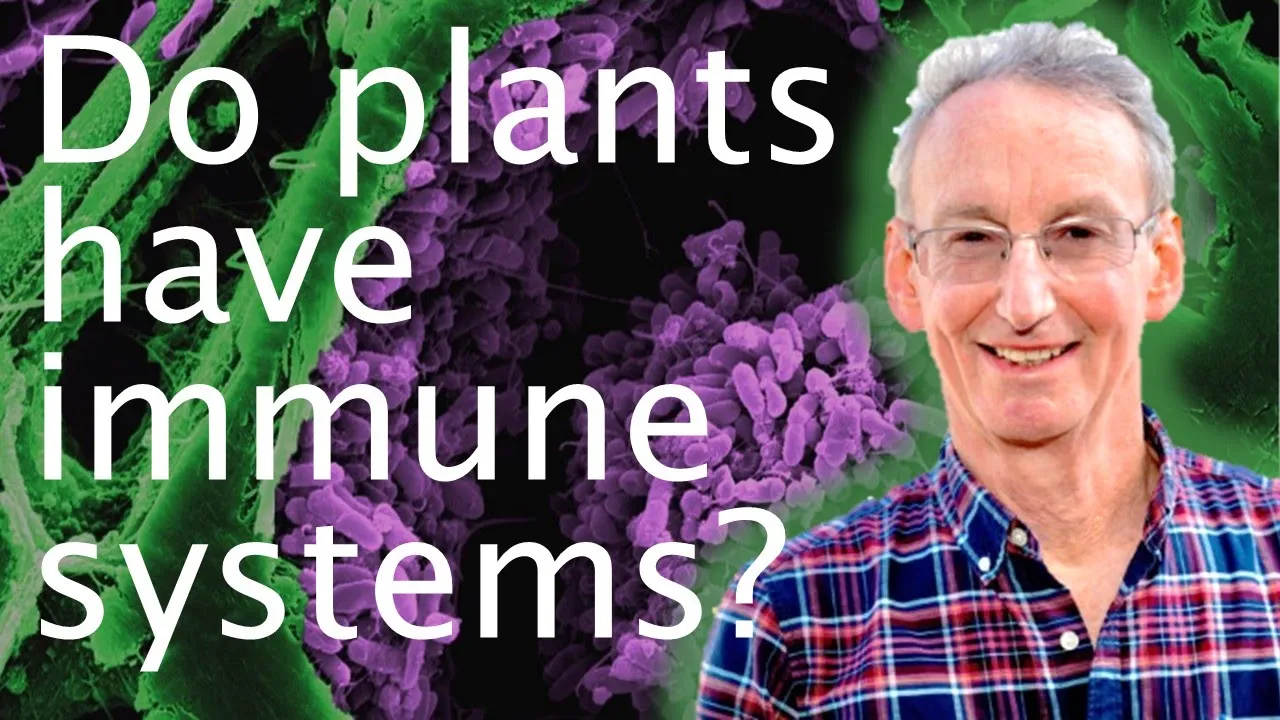 How plant immune systems protect them from disease - Jonathan Jones