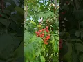 Download Lagu Красная рябина https://yandex.ru/video/touch/preview/14840915594524115276