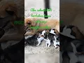 Download Lagu Haruskah aku mati