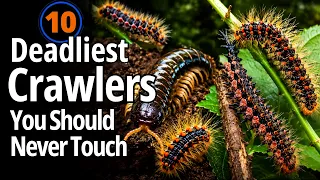 10 Deadliest Crawlers You Should Never Touch
