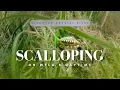 Scalloping in Crystal River with Explorida WFLA s Daytime
