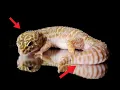Leopard Gecko Body Language