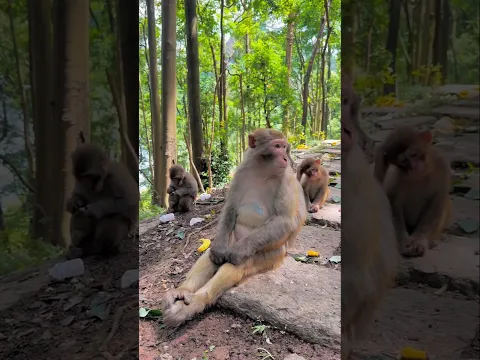 The Monkey's Surprise 😱 #shortvideo