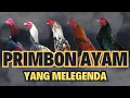 Download Lagu MENGENAL PRIMBON AYAM MENURUT WARNA BULU PALING MELEGENDA@jago102