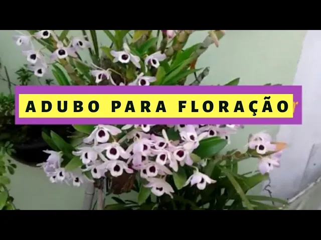 APRENDA FORÇAR SUA ORQUÍDEA FLORIR