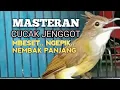 Download Lagu MASTERAN CUCAK JENGGOT GACOR mbeset ngepik nembak bagus buat PANCINGAN dan masteran burung lomba