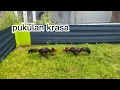 Download Lagu ayam bangkok pakhoy