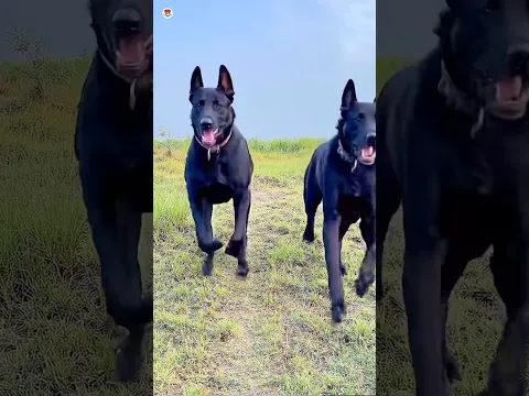 कुत्तो से सावधान ‼️😱॥ Bahar ke kutto se ap or apne parivar ko saavdhan rakhen😱|| #shorts #viral