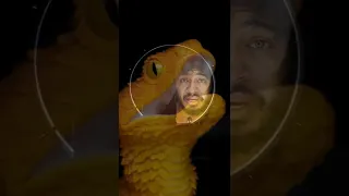 تفسير رؤيه الأفعى الصفراء في المنام    تفسير الاحلام لابن سيرين دندنها