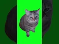 Download Lagu cat meow meow😻😻😽😽 #cat #greenscreenvideo #cats #greenscreen #catshorts