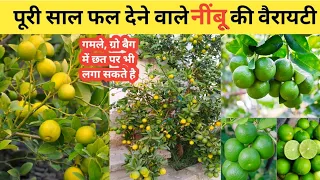गमले में लगाने के लिए नींबू की 2 सबसे बेस्ट वैरायटी | Best Lemon Varieties for Pots  | Home Garden