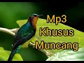 Download Lagu Mp3 pikat kolibri wulung / muncang