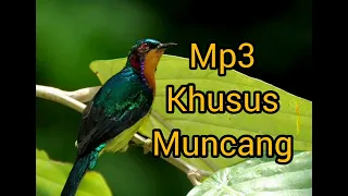 mp3 pikat kolibri wulung muncang
