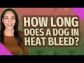 How long does a dog in heat bleed