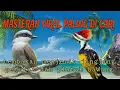 Download Lagu tembakan viral pedes jingjing petulak dan platuk bawang