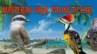 tembakan viral pedes jingjing petulak dan platuk bawang