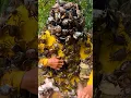 Download Lagu ToRung-komedie: 🦀krabben vangen in Ohio😂