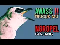 Trucukan gacor NARUNG ROPEL PANJANG Menjadikan Trucuk DIAM IKUT NYAUT GACOR NGROPEL SEKETIKA ‼️