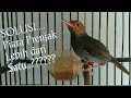 Lagu Cara merawat Burung prenjak kepala merah lebih dari satu