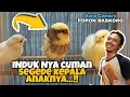 Lagu GILAKKK...!! PAUD KENARI LOKAL BODY SEGEDE YS.. 😱😱 ( AURA HOME CANARY )