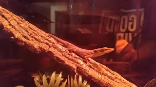 TinyFoot Vibes
