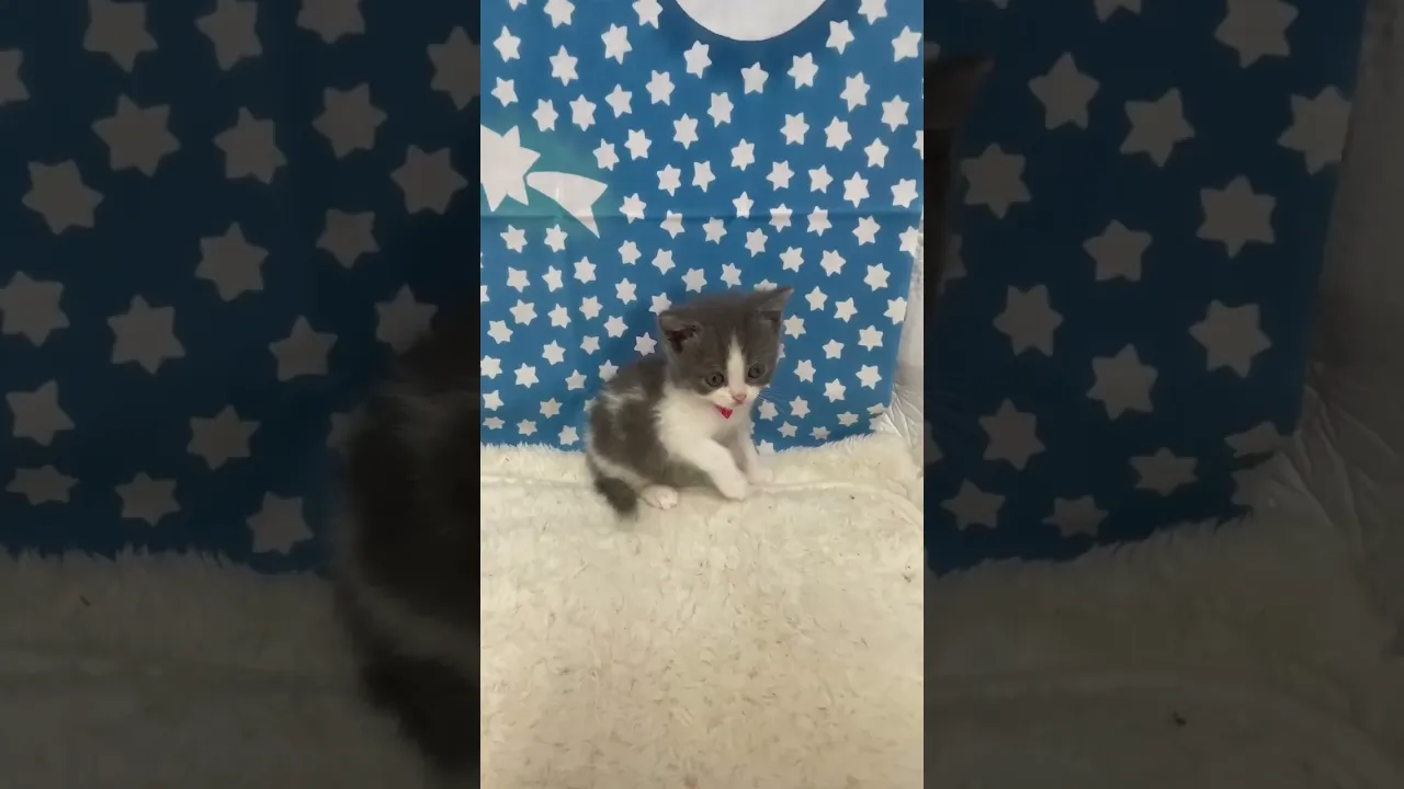動画