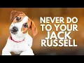 5 Things You Must Never Do to Your Jack Russell Terrier