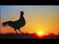 Download Lagu SUARA AYAM BERKOKOK BERSAHUTAN DI PAGI HARI