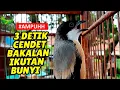 Download Lagu Pancingan AMPUH untuk cendet Bakalan Ombyokan Muda Hutan AGAR IKUT BUNYI dan GACOR