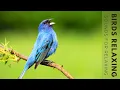 Download Lagu Birds Chirping - Birds Singing No Music, Bird Sounds Relaxation, Soothing Nature Sounds Download Lagu Birds Chirping - Birds Singing No Music, Bird Sounds Relaxation, Soothing Nature Sounds