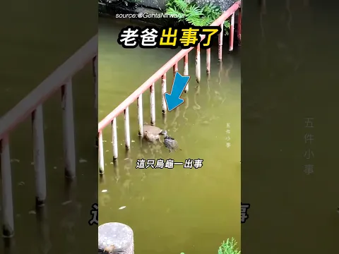還好都沒白養🐢