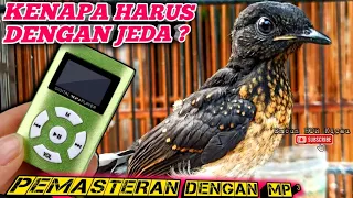 Download AWAS GAGAL❗Cara tepat pemasteran Murai Batu dengan Mp3 agar Tuntas Di Bawakan MP3