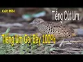 Download Lagu Tiếng Cút Um Mồi Gọi Bầy File Chuẩn Nhất Không Tạp Âm 2025