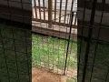 Zippity No-Dig 3 25 ft H x 4 ft W Fence with Black Aluminum Walk-thru Gate Kit