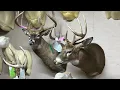 Full Sneak Taxidermy Mount