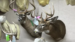 Full Sneak Taxidermy Mount