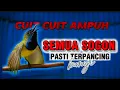 CUIT CUIT AMPUH‼️ SEKALI DENGAN SOGON PASTI TERPANCING BUNYI DAN GACOR #sogon #pancingansogon
