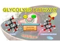 Steps of Glycolysis Reactions Explained - Animation