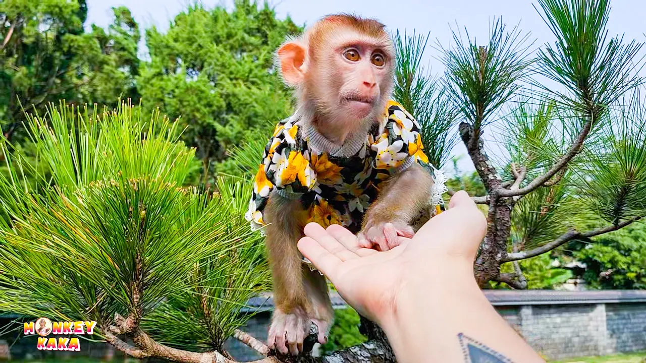 Monkey KaKa is happy with an interesting trip with her Dad
