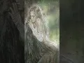 Winona Oak - Baby Blue
