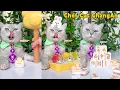 Chef Cat's Best Food Collection To Relax You All Day~🥳🍧 | Cat Cooking Food | Cute And Funny Cat
