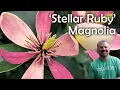 Stellar Ruby Magnolia